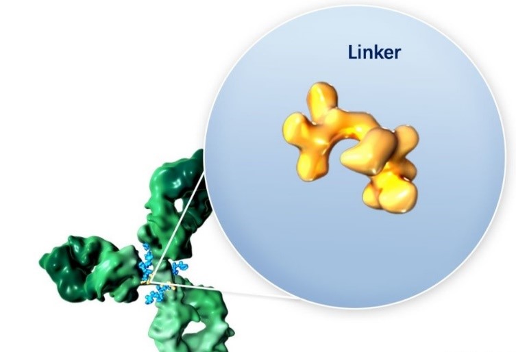 ADC/PDC linker