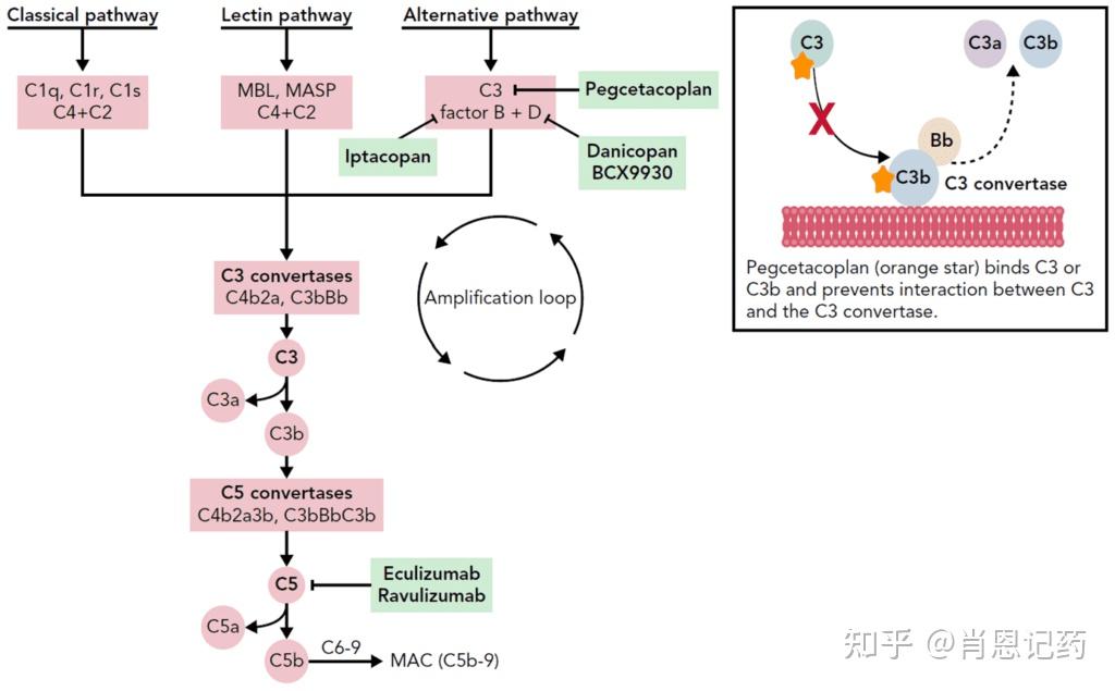 Pegcetacoplan培西考布仑靶点