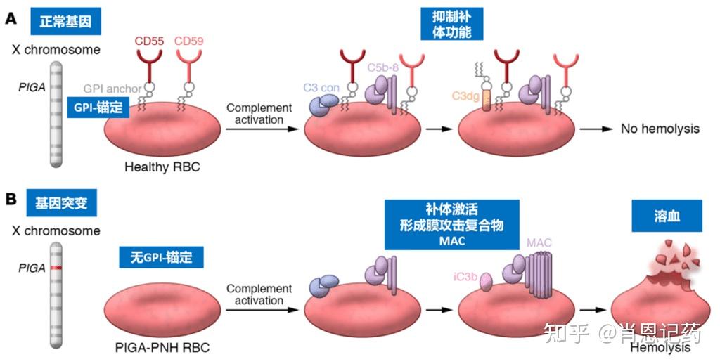 培西考布仑Pegcetacoplan定制合成研发